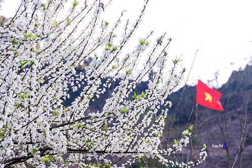 Đi khắp đất nước, ngắm các loại hoa đẹp nở khắp nơi - 6