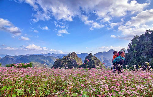 Đi khắp đất nước, ngắm các loại hoa đẹp nở khắp nơi - 7