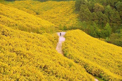 Đi khắp đất nước, ngắm các loại hoa đẹp nở khắp nơi - 10