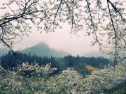 Du lịch - Đi khắp đất nước, ngắm các loại hoa đẹp nở khắp nơi