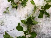 Tin tức - Mưa đá to bằng ngón chân ở Điện Biên