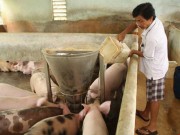 Mua sắm - Giá cả - Lỗ nặng, ‘thủ phủ’ nuôi heo cả nước lao đao