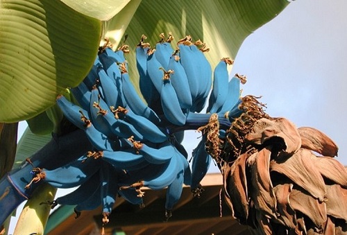 Những giống chuối amp;#34;lừa tìnhamp;#34; nhất quả đất, đố ai dám ăn thử - 8