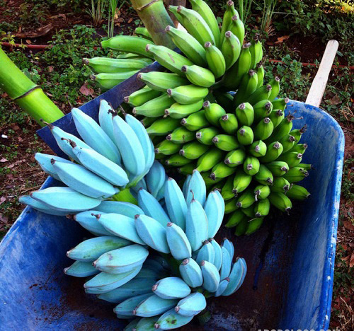 Những giống chuối amp;#34;lừa tìnhamp;#34; nhất quả đất, đố ai dám ăn thử - 9