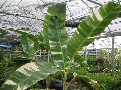 Những giống chuối amp;#34;lừa tìnhamp;#34; nhất quả đất, đố ai dám ăn thử - 7