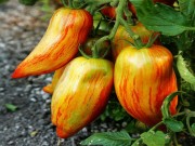 Nhà đẹp - Những giống cà chua lạ mắt nhìn đã mê, ăn thấy "phê"