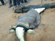 Ngày mới - Mổ bụng cá sấu, kinh hãi phát hiện bé trai 8 tuổi bên trong