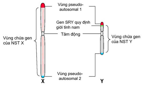 Bé lớp 1 nghi bị xâm hại tại Thủ Đức: Tế bào người nam là gì? - 1