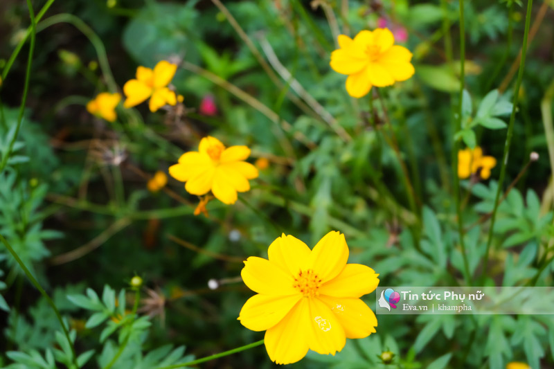Homestay phong cách amp;#34;countrysideamp;#34; đẹp ngẩn ngơ ít ai biết ở Cần Thơ - 10