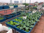 Nhà đẹp - Ngưỡng mộ vườn rau quả xanh tốt "vạn người mê" trên sân thượng của ông bố Hà Thành