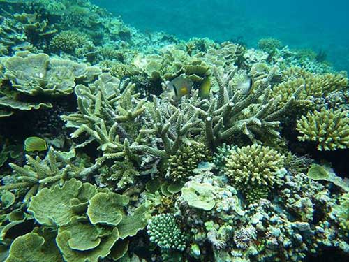 Hè này, đến Bình Ba ăn tôm hùm amp;#34;ngập mồmamp;#34;, tắm biển hoang sơ nơi nhiều người còn chưa biết đến - 8