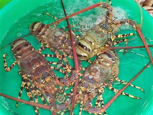 Hè này, đến Bình Ba ăn tôm hùm amp;#34;ngập mồmamp;#34;, tắm biển hoang sơ nơi nhiều người còn chưa biết đến - 10