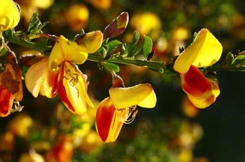 Những loại hoa càng đẹp càng độc, có 1 loại ở Việt Nam rất phổ biến - 1