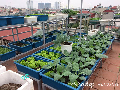 Ngưỡng mộ vườn rau quả xanh tốt amp;#34;vạn người mêamp;#34; trên sân thượng của ông bố Hà Thành - 3