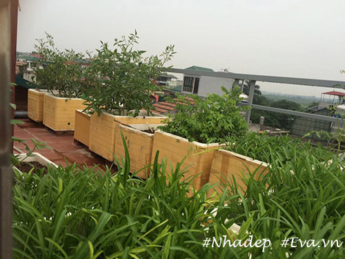 Ngưỡng mộ vườn rau quả xanh tốt amp;#34;vạn người mêamp;#34; trên sân thượng của ông bố Hà Thành - 4