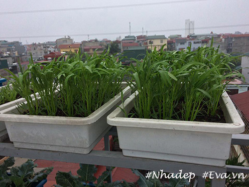 Ngưỡng mộ vườn rau quả xanh tốt amp;#34;vạn người mêamp;#34; trên sân thượng của ông bố Hà Thành - 5