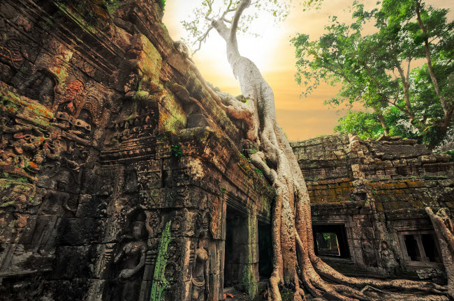 Đền Angkor Wat nằm giữa những cây đa cổ thụ, được coi là một trong những kỳ quan cổ đại trên thế giới. Công trình này được xây dựng bởi nhà vua Suryavarman II từ những năm 1100.
