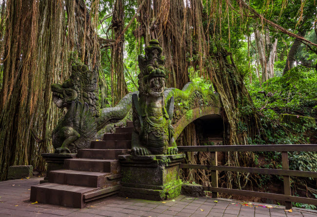 Rừng khỉ ở Ubud thuộc quần đảo Bali, Indonesia, là nơi sinh sống của hơn 600 con khỉ. Nơi đây cũng có một những ngôi đền Hindu cổ được xây dựng từ năm 1350.
