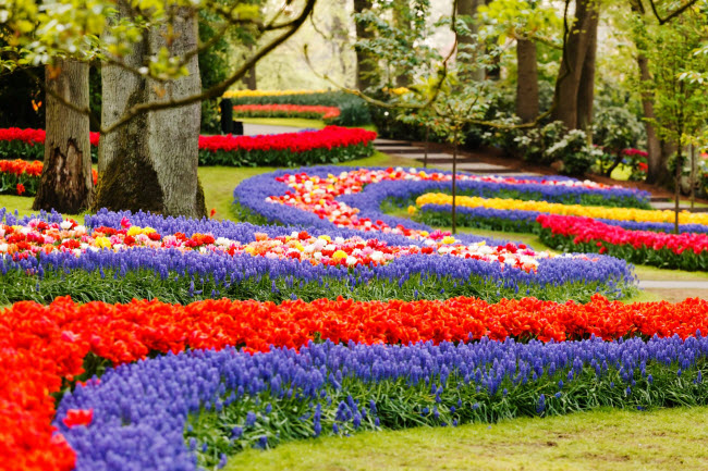 Được biết đến là một trong những khu vườn đẹp nhất thế giới, Keukenhof  nằm tại thị trấn ngoại ô Lisse, cách thành phố Amsterdam khoảng 1 giờ di chuyển bằng tàu. Nơi đây có một rừng với hơn 7 triệu bông hoa.
