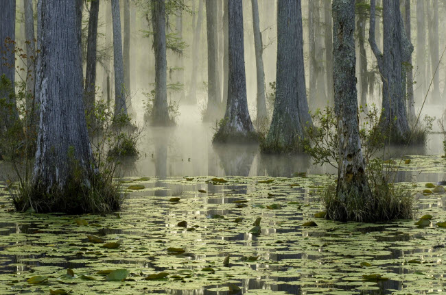 Khung cảnh đẹp như mơ lúc sáng sớm tại khu rừng bách ở bang Nam Carolina, Mỹ.
