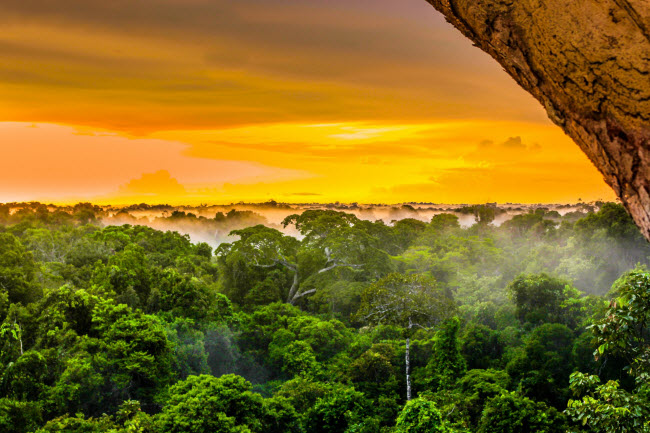 Amazon là rừng nhiệt đới lớn nhất thế giới, kéo dài trên lãnh thổ Brazil, Colombia và Peru. Đây là nơi sinh sống của hơn 300 loài động vật có vú và 1.800 loài chim, chiếm 1/3 loài chim trên thế giới.
