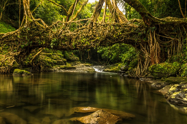 Trong khu rừng Meghalaya ở Ấn Độ, rễ cây cổ thụ vắt qua sông trong nhiều thập kỷ để tạo ra cầu rễ cây độc đáo.
