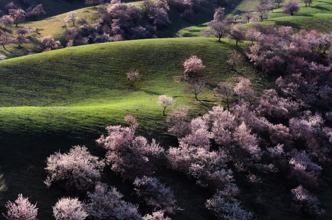 Nằm tại vùng hẻo lánh của Khu tự trị Tân Cương ở Trung Quốc, giáp biên giới với Kazakhstan, thung lũng Apricot là một rừng mơ với hoa nở trắng và hồng vào mùa xuân hằng năm.
