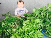 Nhà đẹp - Bố mẹ hái rau "ngập mặt", cậu út nhà Lý Hải - Minh Hà gật gù ngồi "bán"