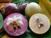 Sức khỏe - Điều cần tuyệt đối tránh khi ăn quả vú sữa