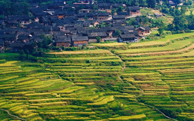 Ruộng bậc thang lúa gạo Gaoyao

Ruộng bậc thang Gaoyao nằm ở làng Gaoyao Miao, tỉnh Quý Châu, phía tây nam Trung Quốc. Thời điểm đẹp nhất là vào cuối tháng 8 hàng năm khi mà những thửa ruộng lúa vàng rực trong nắng mùa thu.
