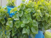Nhà đẹp - Trồng rau đặc sản càng cua: Tưởng khó mà dễ