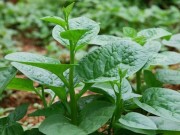 Sức khỏe - Rau mồng tơi trị đau xương khớp, yếu sinh lý