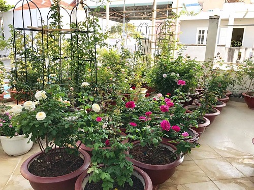 Choáng ngợp vườn hồng sân thượng tuyệt đẹp của chuyên gia trang điểm nổi tiếng Vũng Tàu - 7