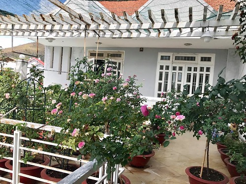 Choáng ngợp vườn hồng sân thượng tuyệt đẹp của chuyên gia trang điểm nổi tiếng Vũng Tàu - 4