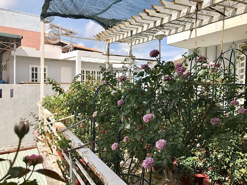 Choáng ngợp vườn hồng sân thượng tuyệt đẹp của chuyên gia trang điểm nổi tiếng Vũng Tàu - 5