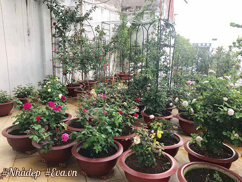 Choáng ngợp vườn hồng sân thượng tuyệt đẹp của chuyên gia trang điểm nổi tiếng Vũng Tàu - 8