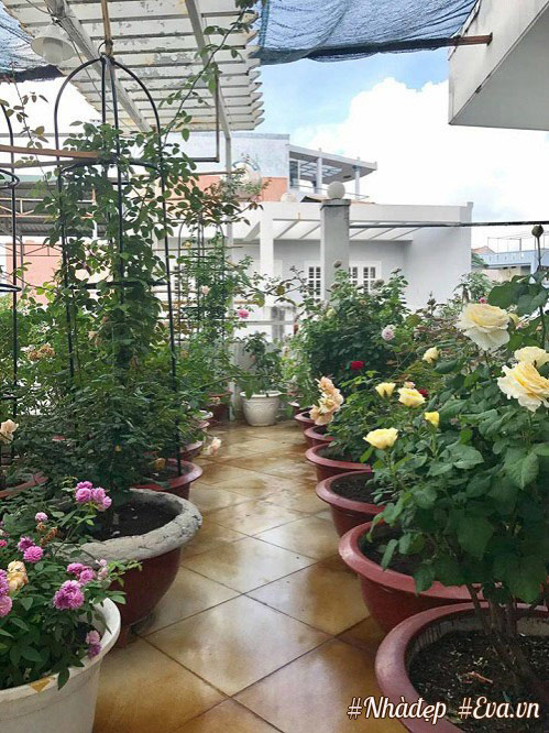 Choáng ngợp vườn hồng sân thượng tuyệt đẹp của chuyên gia trang điểm nổi tiếng Vũng Tàu - 6