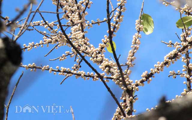Lạ kỳ cây sộp cổ thụ trổ lộc trắng cành đúng năm mới 2018 ở Sài Gòn - 3