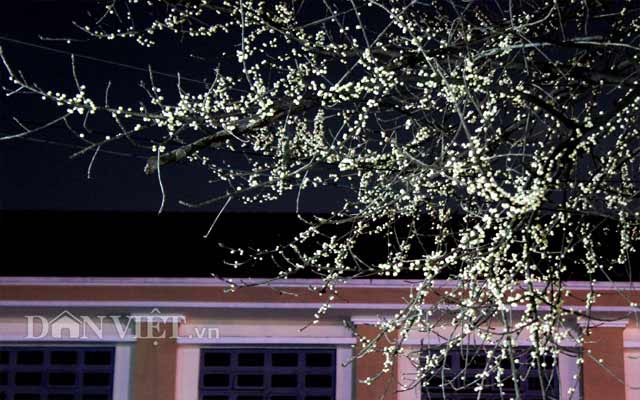 Lạ kỳ cây sộp cổ thụ trổ lộc trắng cành đúng năm mới 2018 ở Sài Gòn - 5