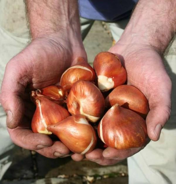 Hoa tulip nở rực đúng dịp Tết nhờ biết cách chọn củ và bón thúc đơn giản không ngờ - 4