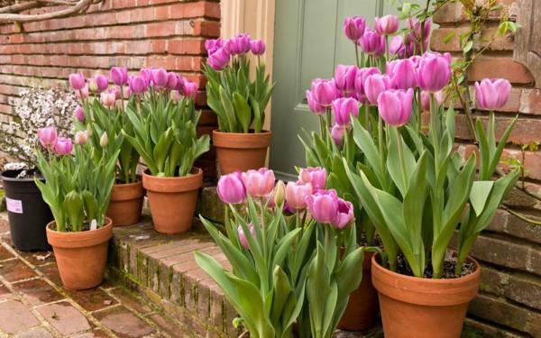 Hoa tulip nở rực đúng dịp Tết nhờ biết cách chọn củ và bón thúc đơn giản không ngờ - 3