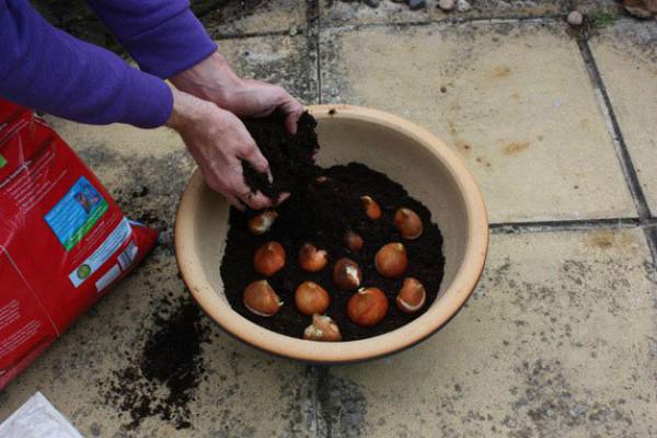 Hoa tulip nở rực đúng dịp Tết nhờ biết cách chọn củ và bón thúc đơn giản không ngờ - 5