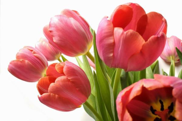 Hoa tulip nở rực đúng dịp Tết nhờ biết cách chọn củ và bón thúc đơn giản không ngờ - 1
