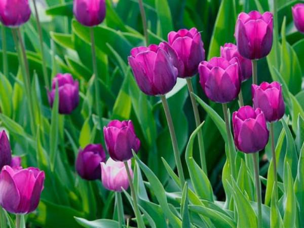 Hoa tulip nở rực đúng dịp Tết nhờ biết cách chọn củ và bón thúc đơn giản không ngờ - 2