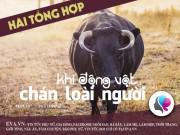 Clip Eva - [Cười tổng hợp] Những pha hài hước của động vật