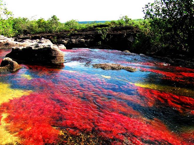 Dòng sông 7 màu amp;#34;chảy từ thiên đườngamp;#34;, có tên Caño Cristales - 5