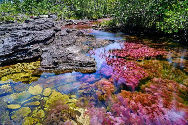Dòng sông 7 màu amp;#34;chảy từ thiên đườngamp;#34;, có tên Caño Cristales - 3