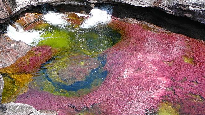 Dòng sông 7 màu amp;#34;chảy từ thiên đườngamp;#34;, có tên Caño Cristales - 10