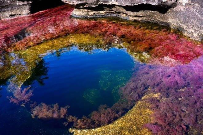 Dòng sông 7 màu amp;#34;chảy từ thiên đườngamp;#34;, có tên Caño Cristales - 4