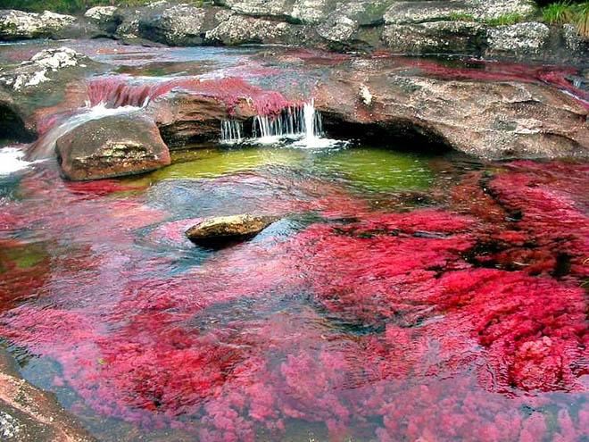 Dòng sông 7 màu amp;#34;chảy từ thiên đườngamp;#34;, có tên Caño Cristales - 7